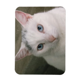 タポール マグネット