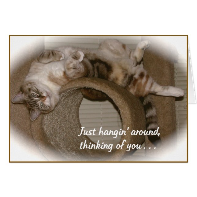 タマキビ猫 (正面横)