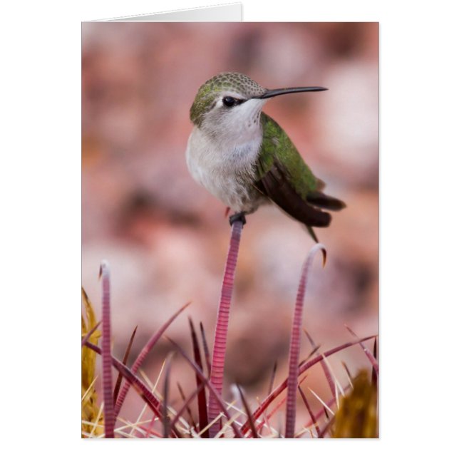 タマサボテンのねぐらにつくこと (正面)