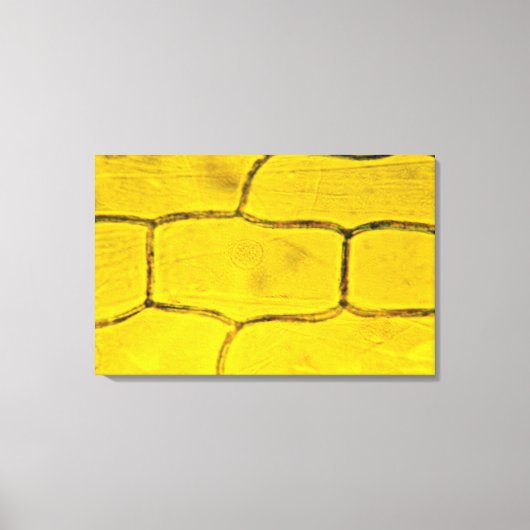 タマネギ植物細胞 キャンバスプリント (正面)