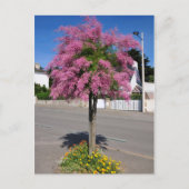 タマリクスが咲く ポストカード (正面)