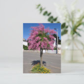 タマリックスの木が咲く ポストカード (スタンド正面)