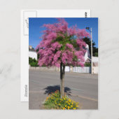 タマリックスの木が咲く ポストカード (正面/裏面)