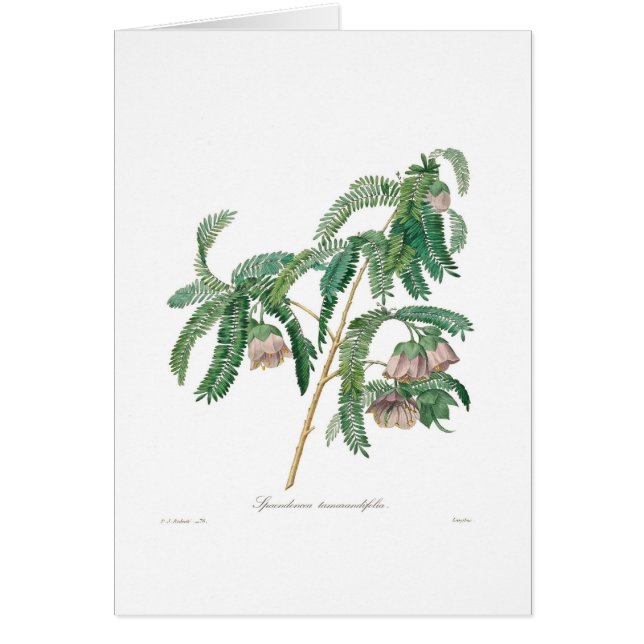 タマリンドの花 (正面)