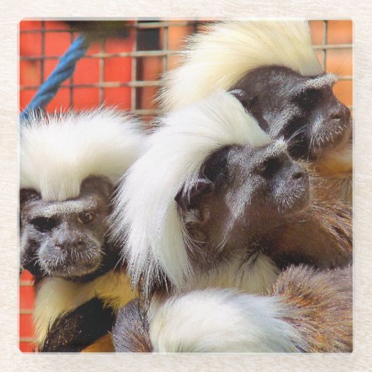 タマリンモンキーズ ガラスコースター (正面)