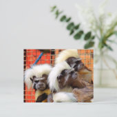 タマリンモンキーズ ポストカード (スタンド正面)