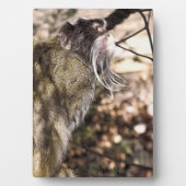 タマリンモンキー フォトプラーク (正面)