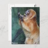 タマリンモンキー ポストカード (正面/裏面)