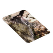 タマリンモンキー マグネット (右側)