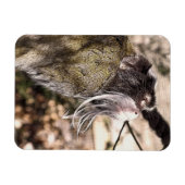 タマリンモンキー マグネット (横)