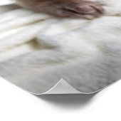 タマンダのポスター ポスター (角)