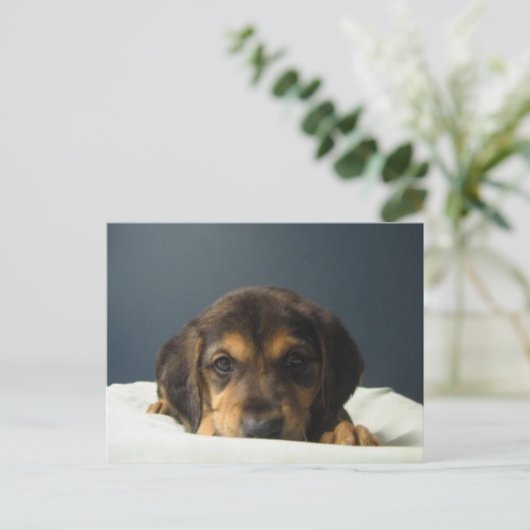 タミー ポストカード (スタンド正面)