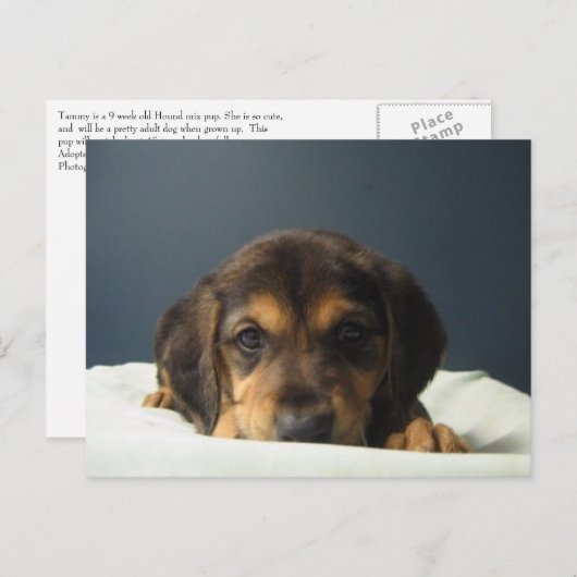 タミー ポストカード (正面/裏面)