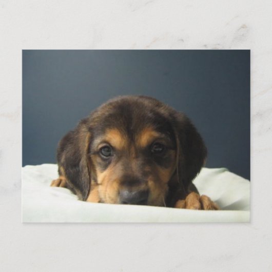 タミー ポストカード (正面)