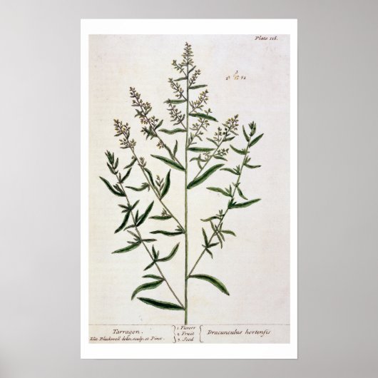 タラゴン、プレート116 「A Curious Herbal」より、publi ポスター (正面)