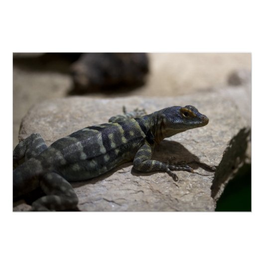 タラシヌス ポスター (正面)