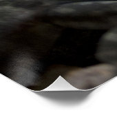 タラシヌス ポスター (コーナー)