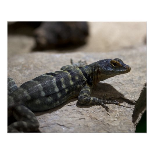 タラシヌス ポスター (正面)