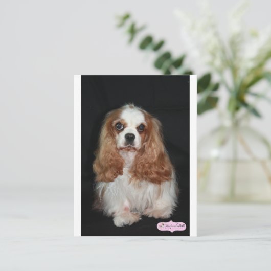 タララ ポストカード (スタンド正面)