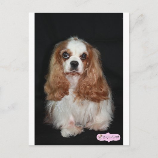 タララ ポストカード (正面)