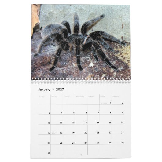 タランチュラの壁掛けカレンダー カレンダー (1月 2027)