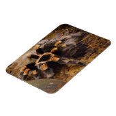 タランチュラ3"x4"マグネット マグネット (左側)