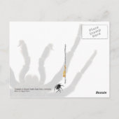 タランチュラ ポストカード (裏面)