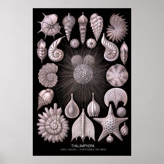 タランフォラ – プレート2 - Kunstformen der Natur ポスター (正面)