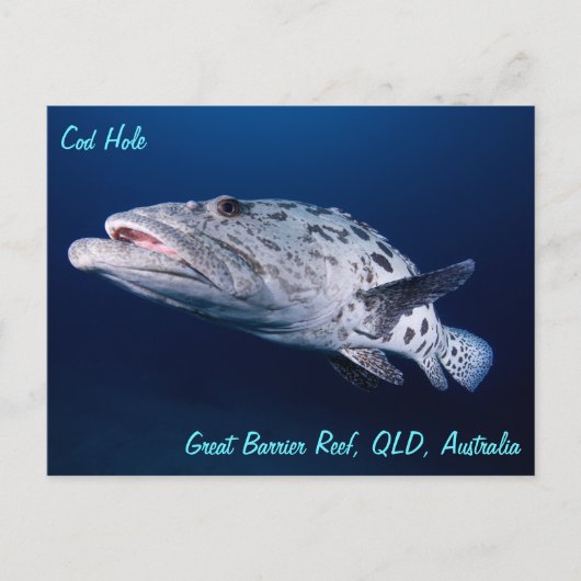 タラ穴葉書のポテトタラ ポストカード (正面)