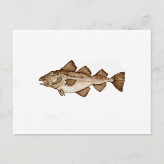 タラ1 brown286.jpg ポストカード (正面)