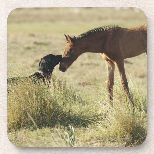 タリファ、カディス、アンダルーシア、スペイン2 コースター (正面)