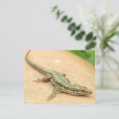 タルジェタポスタルラガルジャ ポストカード (スタンド正面)