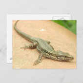 タルジェタポスタルラガルジャ ポストカード (正面/裏面)