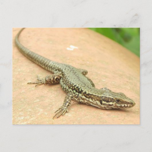 タルジェタポスタルラガルジャ ポストカード (正面)