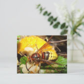 タルジェタポレトルデアヴィパス ポストカード (スタンド正面)