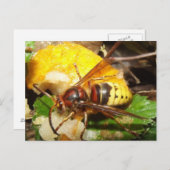 タルジェタポレトルデアヴィパス ポストカード (正面/裏面)