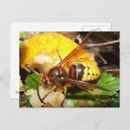 タルジェタポレトルデアヴィパス ポストカード (正面/裏面)