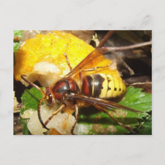 タルジェタポレトルデアヴィパス ポストカード