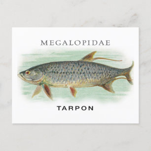 タルポン魚釣りヴィンテージ魚名イラストレーション ポストカード