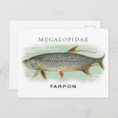 タルポン魚釣りヴィンテージ魚名イラストレーション ポストカード (正面/裏面)