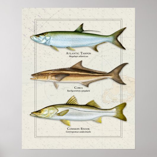 タルポン、コビア、スヌックトリオ ポスター (正面)