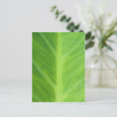 タロイゾウ耳植葉え品 ポストカード (スタンド正面)