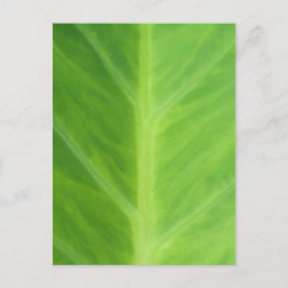 タロイゾウ耳植葉え品 ポストカード