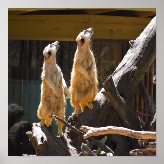 タロンガウエスタンプレーンズ動物園のドボ – Meerkat ポスター (正面)