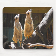 タロンガウエスタンプレーンズ動物園のドボ – Meerkat
