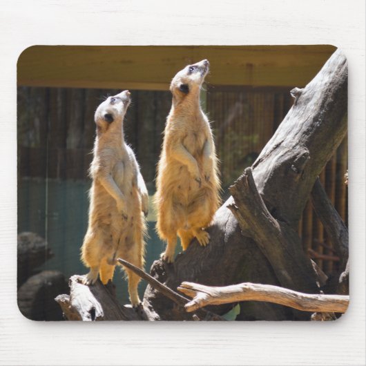 タロンガウエスタンプレーンズ動物園のドボ – Meerkat マウスパッド (正面)