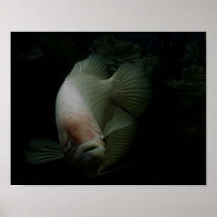 タンク内の魚 ポスター