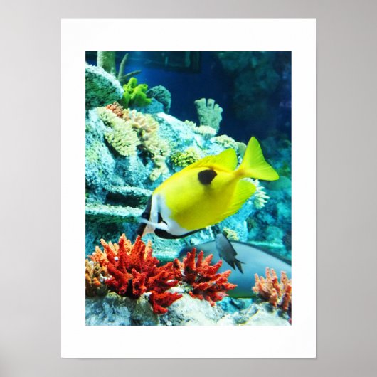 タング熱帯魚 ポスター (正面)