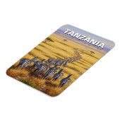 タンザニアおもしろいセレンティ国立公園ゼブラ マグネット (左側)