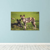 タンザニアのアフリカの野生犬 キャンバスプリント (インサイチュ (ウッドフロア))